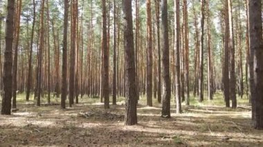 Ormanın içinde çam ağaçları olan bir manzara.