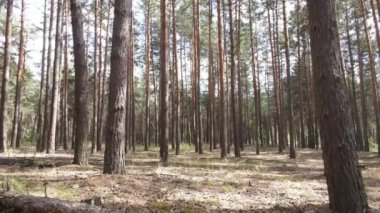 Ormanın içinde çam ağaçları olan bir manzara.