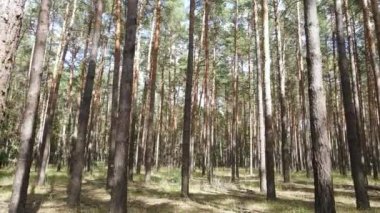 Ormanın içinde çam ağaçları olan bir manzara.