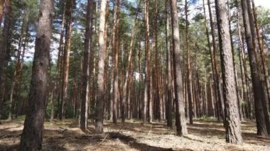 Ormanın içinde çam ağaçları olan bir manzara.