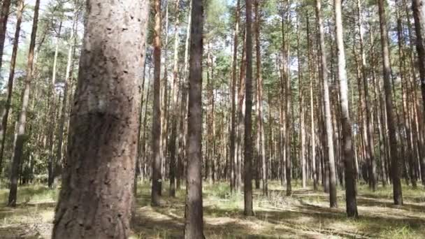 松林の中の風景 — ストック動画