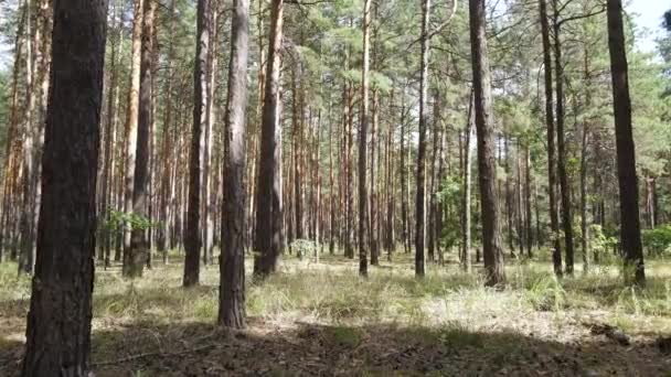 Tájkép az erdőben fenyőfákkal — Stock videók