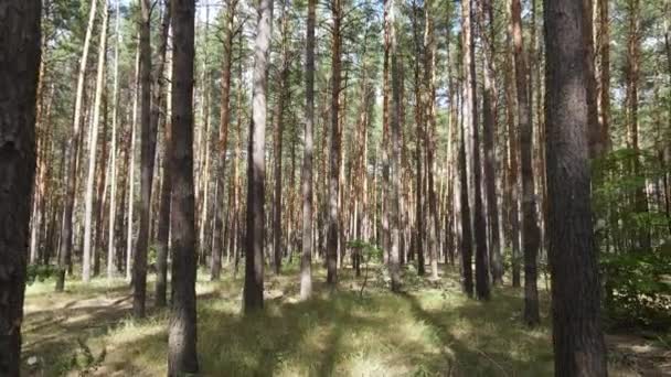Пейзаж внутри леса с соснами — стоковое видео