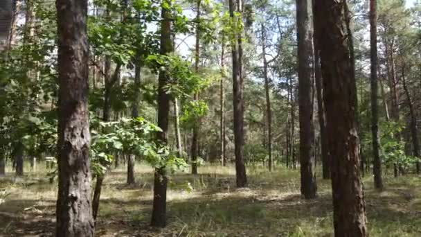 Landskap inne i skogen med tallar — Stockvideo