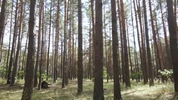 Landschap in het bos met dennenbomen — Stockvideo