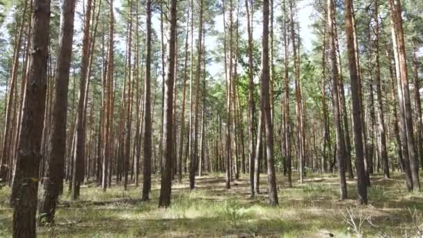 Paisaje dentro del bosque con pinos — Vídeo de stock