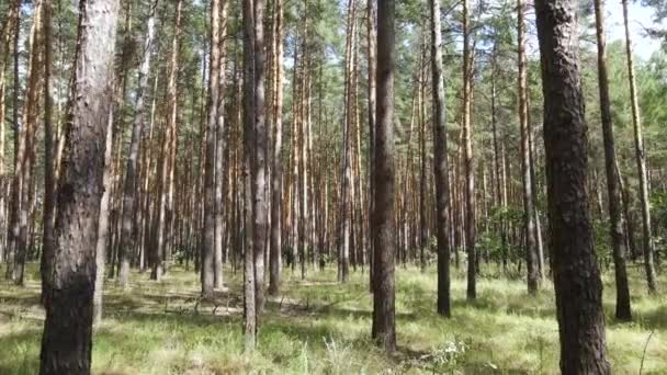 소나무로 뒤덮인 숲 속의 풍경 — 비디오
