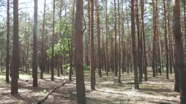 Landskap inne i skogen med tallar — Stockvideo