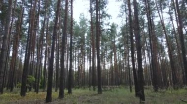 Gündüzleri doğal orman manzarası