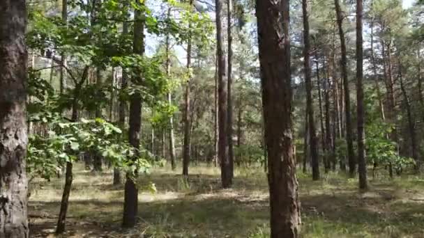 Naturligt skogslandskap på dagen — Stockvideo