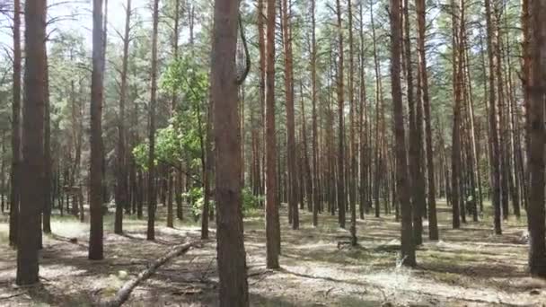 Natuurlijke boslandschap overdag — Stockvideo