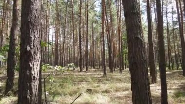 Gündüzleri doğal orman manzarası