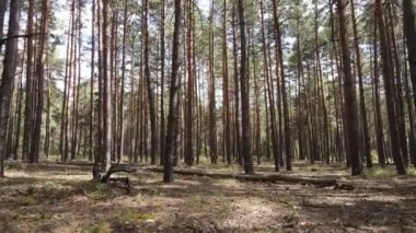 Gündüzleri doğal orman manzarası
