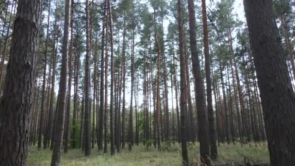 Paisaje forestal natural durante el día — Vídeos de Stock