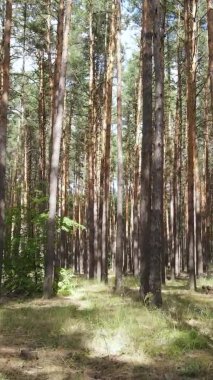 Vahşi bir çam ormanının dikey videosu, yavaş çekim