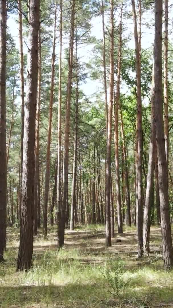 Vertikální video divokého borového lesa, zpomalený pohyb — Stock video