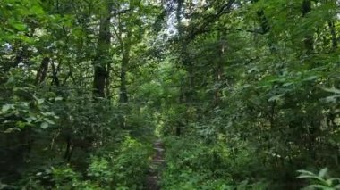 Gündüzleri yeşil ormanın yavaş çekim görüntüsü