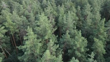 Gündüzleri yeşil ormanın yavaş çekim görüntüsü