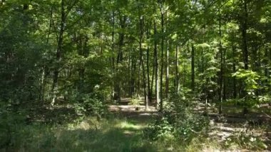 Gündüzleri yeşil ormanın yavaş çekim görüntüsü