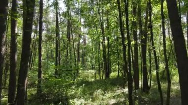 Gündüzleri yeşil ormanın yavaş çekim görüntüsü