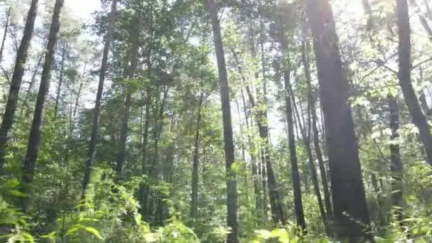 Vista al rallentatore della foresta verde di giorno — Video Stock