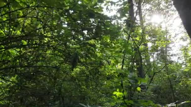 日中の緑の森のスローモーションビュー — ストック動画