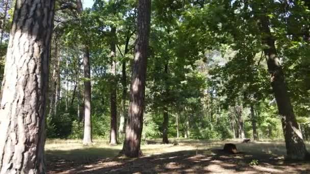 Vista lenta da floresta verde durante o dia — Vídeo de Stock