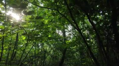 Gündüzleri yeşil ormanın yavaş çekim görüntüsü