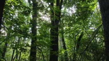 Gündüzleri yeşil ormanın yavaş çekim görüntüsü