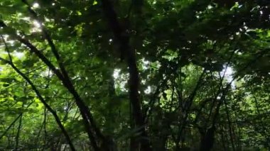 Gündüzleri yeşil ormanın yavaş çekim görüntüsü