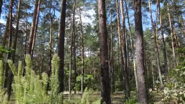 Powolny widok ruchu zielonego lasu w dzień — Wideo stockowe