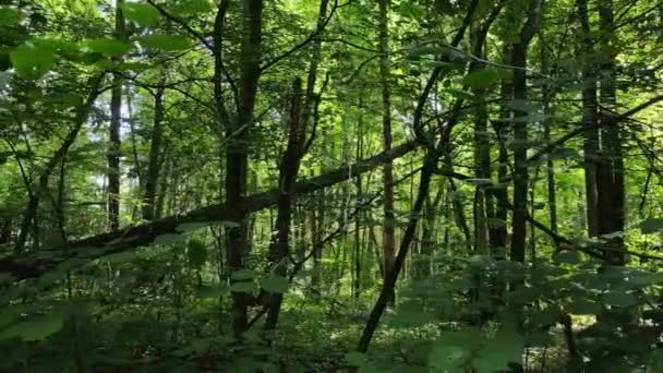 Långsam rörelse syn på grön skog på dagen — Stockvideo