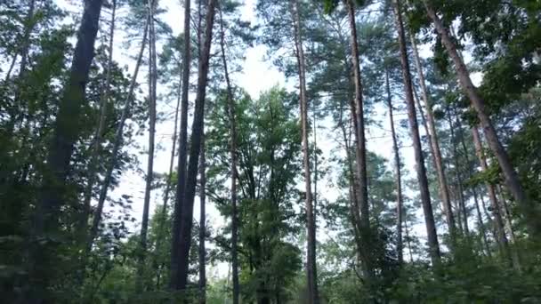 Θέα σε αργή κίνηση του πράσινου δάσους την ημέρα — Αρχείο Βίντεο