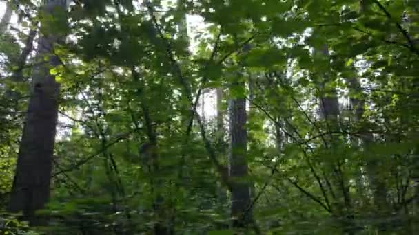 Vue au ralenti de la forêt verte de jour — Video