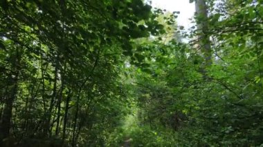 Gündüzleri yeşil ormanın yavaş çekim görüntüsü