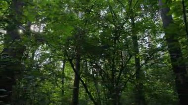 Gündüzleri yeşil ormanın yavaş çekim görüntüsü