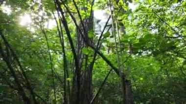 Gündüzleri yeşil ormanın yavaş çekim görüntüsü