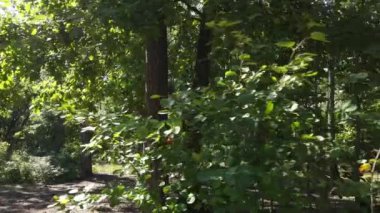 Gündüzleri yeşil ormanın yavaş çekim görüntüsü