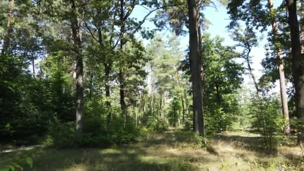 Langzaam zicht op groen bos overdag — Stockvideo