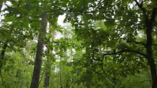 Långsam rörelse syn på grön skog på dagen — Stockvideo