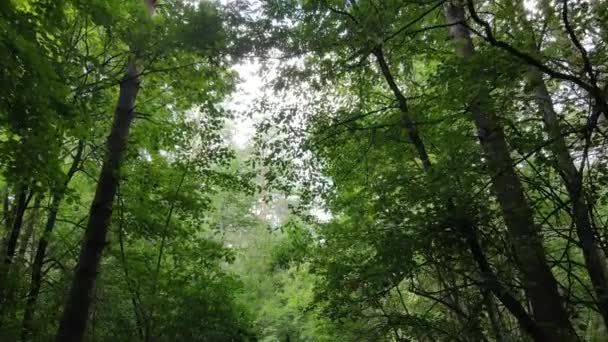 Повільний вид на зелений ліс за день — стокове відео