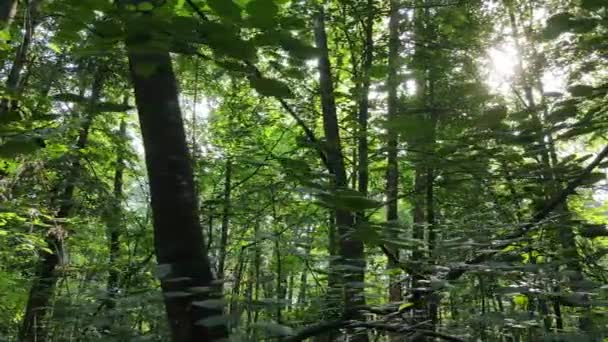 Vista en cámara lenta del bosque verde durante el día — Vídeos de Stock