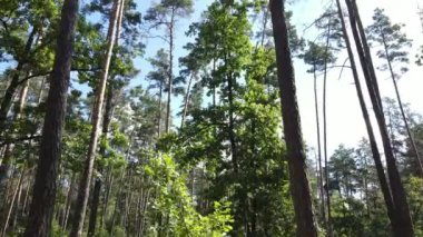 Gündüzleri yeşil ormanın yavaş çekim görüntüsü