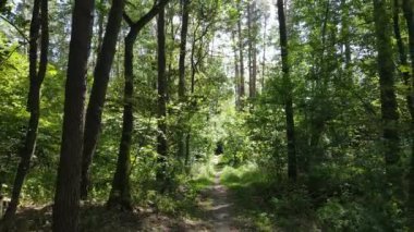 Gündüzleri yeşil ormanın yavaş çekim görüntüsü