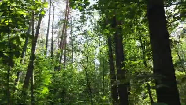 Vista al rallentatore della foresta verde di giorno — Video Stock