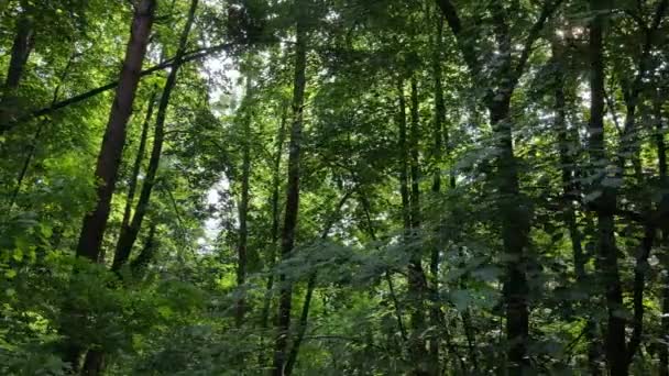 Langzaam zicht op groen bos overdag — Stockvideo