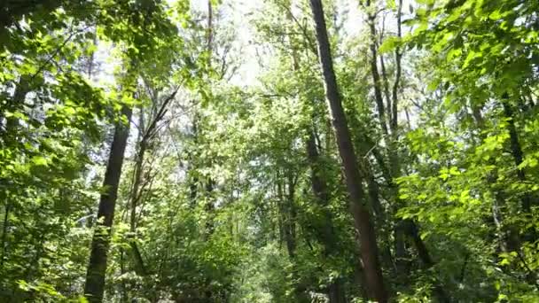 Langzaam zicht op groen bos overdag — Stockvideo