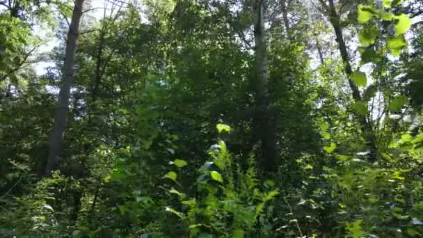 Vue au ralenti de la forêt verte de jour — Video