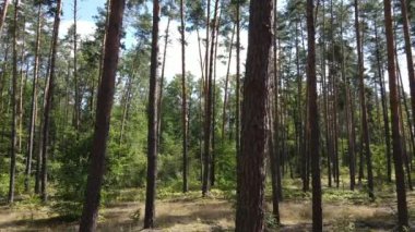 Gündüzleri yeşil ormanın yavaş çekim görüntüsü