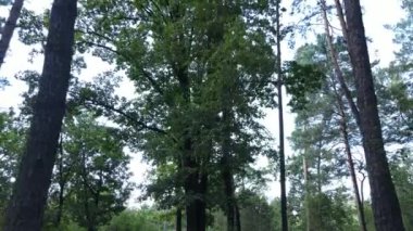 Gündüzleri yeşil ormanın yavaş çekim görüntüsü